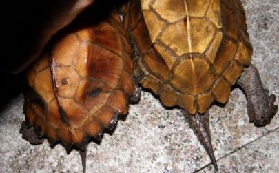 张檬演过的电视剧大全 夏家三千金走红