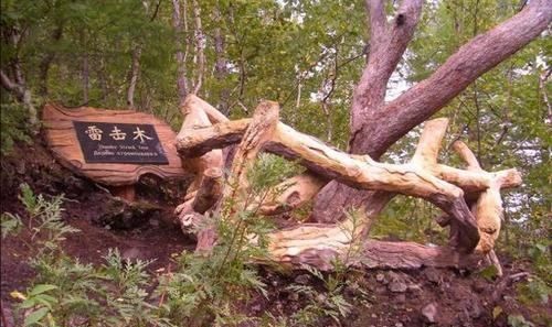 雷击木的功效与作用,雷击木有什么作用图1