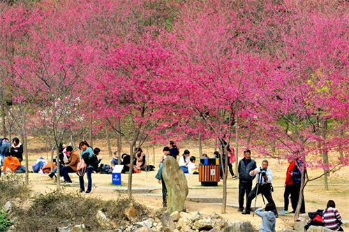 它是全国十大森林公园之一，森林覆盖率高，被誉为“福州之肺”