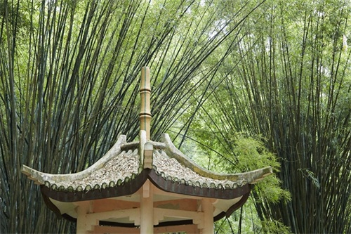 它是全国十大森林公园之一，森林覆盖率高，被誉为“福州之肺”