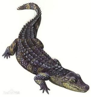 红海行动原型蛟龙突击队有多厉害（红海行动中的蛟龙突击队）(5)