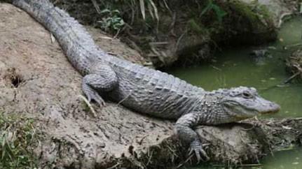 红海行动原型蛟龙突击队有多厉害（红海行动中的蛟龙突击队）(6)