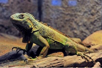 红海行动原型蛟龙突击队有多厉害（红海行动中的蛟龙突击队）(3)