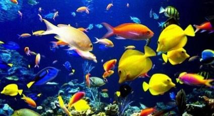 红海行动原型蛟龙突击队有多厉害（红海行动中的蛟龙突击队）(2)