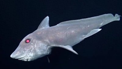 ​生活在漆黑深海的神秘生物，生殖器官长在头部，鬼魂般的幽灵鲨