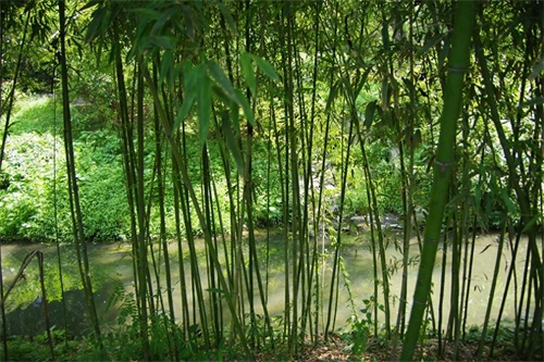 北京紫竹院公园