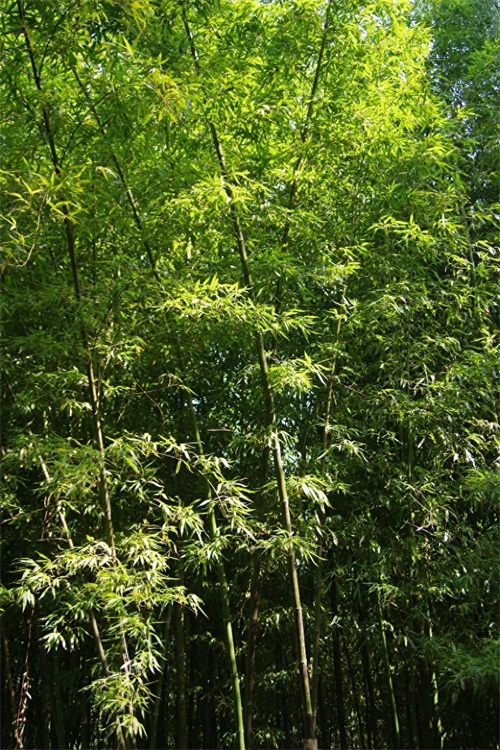 北京紫竹院公园