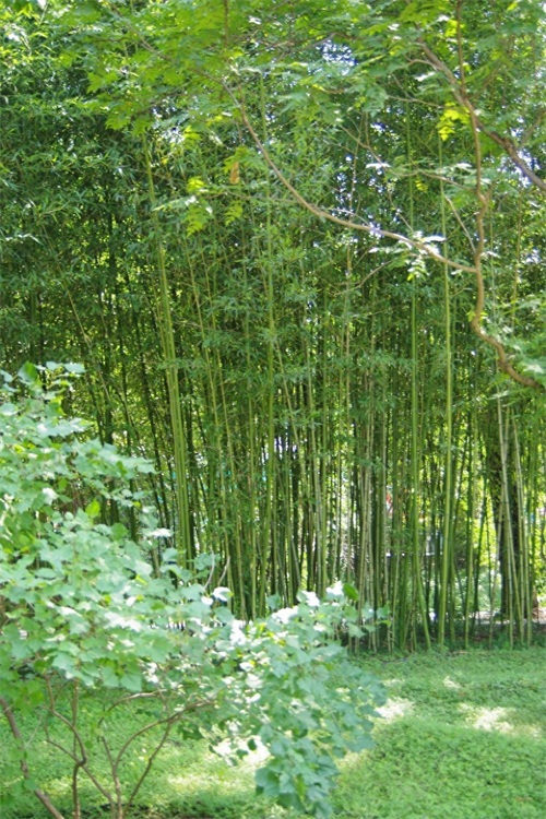 北京紫竹院公园