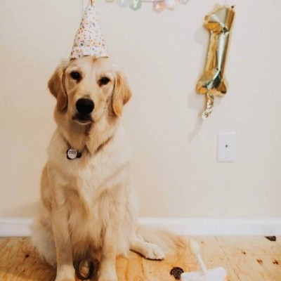 金毛头像可爱高清大全