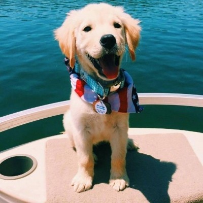 金毛头像可爱高清大全