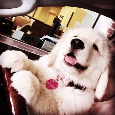 金毛头像可爱高清大全