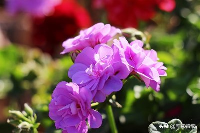 ​十种天竺葵，好看又好养