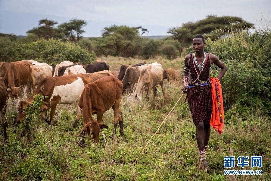 探访马赛族村落
