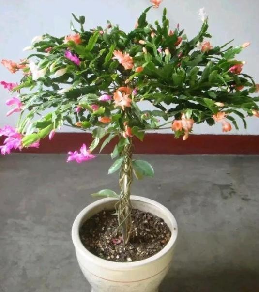 教你蟹爪兰嫁接叶仙，学会了盆栽欣赏价值高，一次能够开花上百朵