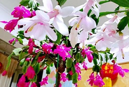 教你蟹爪兰嫁接叶仙，学会了盆栽欣赏价值高，一次能够开花上百朵