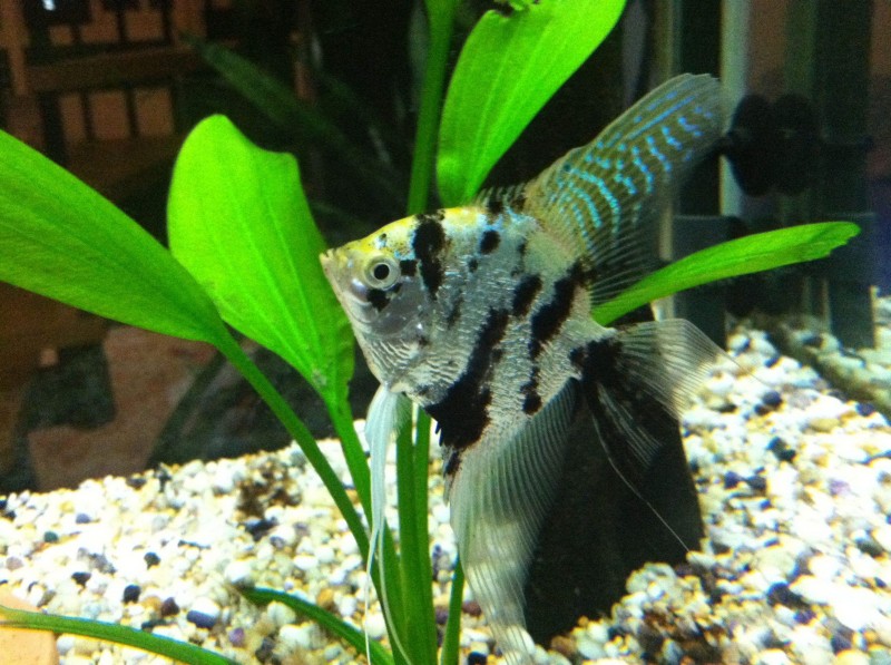 鱼鳍断了会长出来吗(把鱼鳍剪掉还能再生吗)