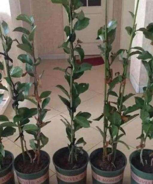 这东西和蟹爪兰天生一对，嫁接百分百活，轻松变身蟹爪兰大树