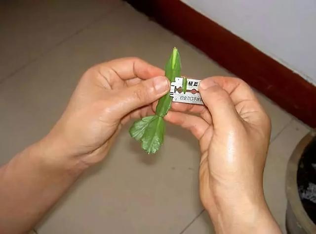 这东西和蟹爪兰天生一对，嫁接百分百活，轻松变身蟹爪兰大树