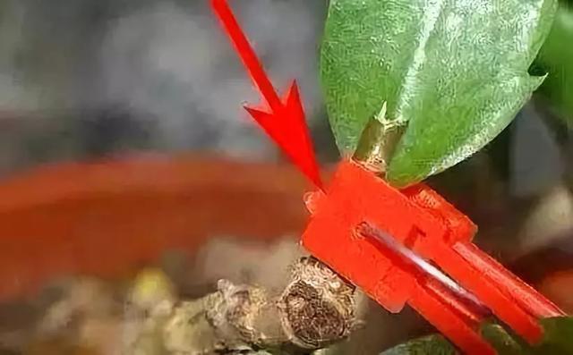 这东西和蟹爪兰天生一对，嫁接百分百活，轻松变身蟹爪兰大树