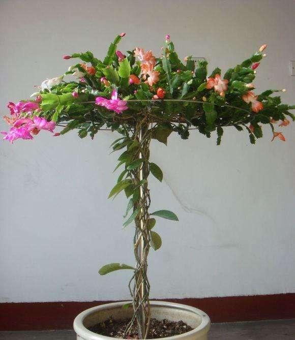 这东西和蟹爪兰天生一对，嫁接百分百活，轻松变身蟹爪兰大树