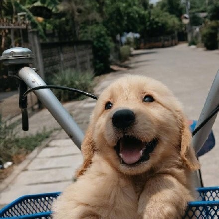 一组超治愈的金毛宝宝头像