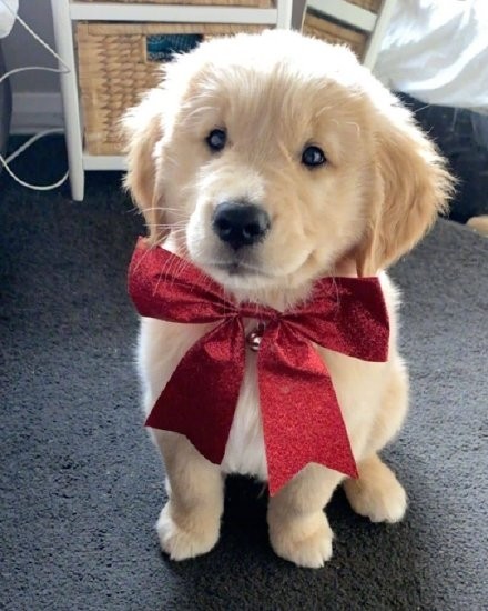 一组超治愈的金毛宝宝头像