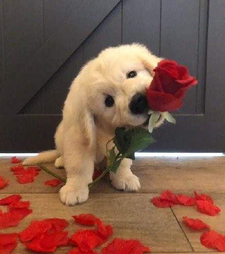 一组超治愈的金毛宝宝头像