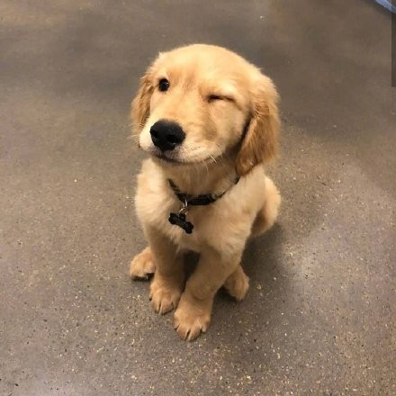 一组超治愈的金毛宝宝头像