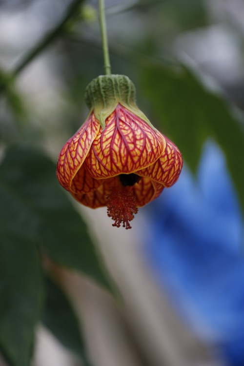 植物花记-01-金铃花