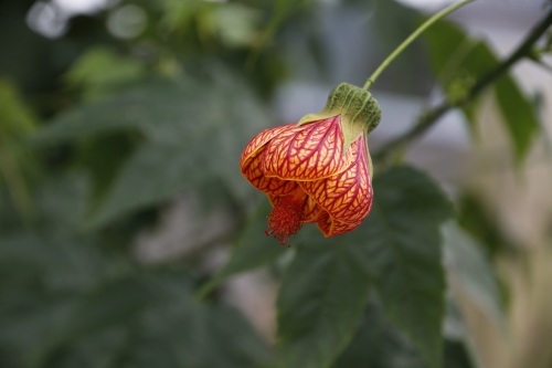 植物花记-01-金铃花
