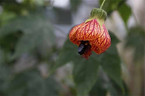植物花记-01-金铃花