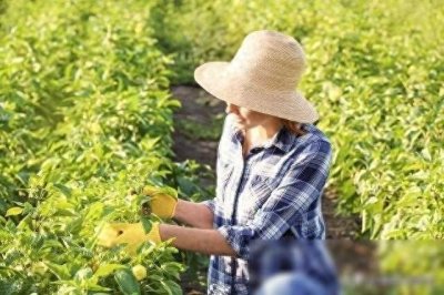 ​33岁留守妇女倾诉：丈夫在广州务工，我在农村种田