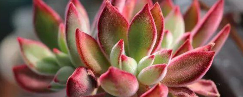 姬红花月的扦插方法(图1)