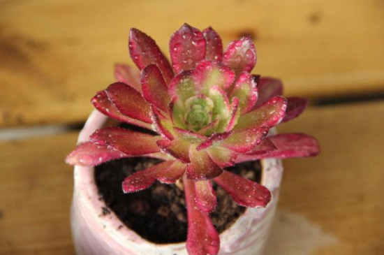 姬红花月的扦插方法(图2)