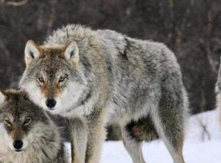 有人说猞猁是狼的天敌，老农反驳肤浅！你没见过猞猁