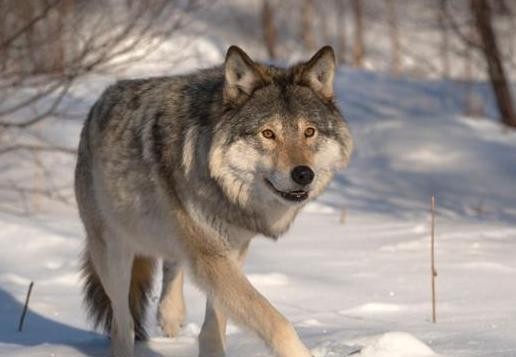 有人说猞猁是狼的天敌，老农反驳肤浅！你没见过猞猁