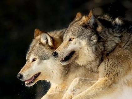 有人说猞猁是狼的天敌，老农反驳肤浅！你没见过猞猁