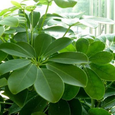 七叶莲的功效与作用（七叶莲的功效与作用有哪些）