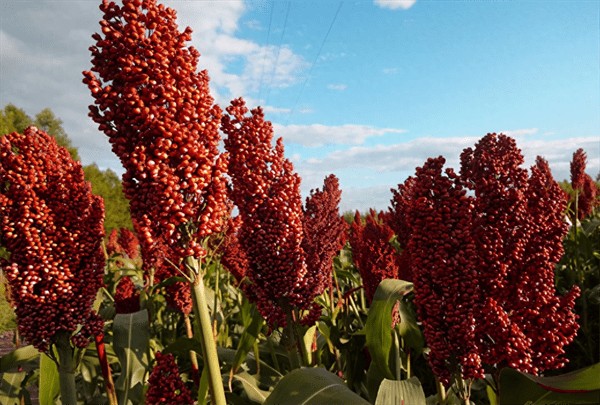 红缨子高粱是什么高粱(红缨子高粱的特点)