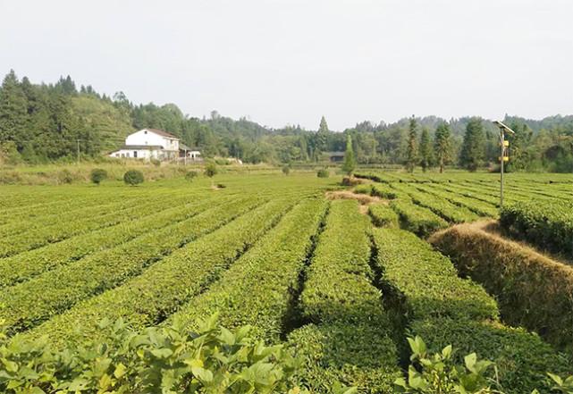 官庄镇属于哪个县(官庄镇有多少人口)