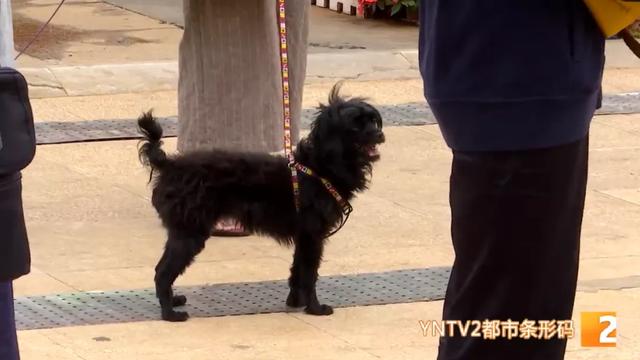 限狗令原因（最严限狗令官方回复来了）(10)