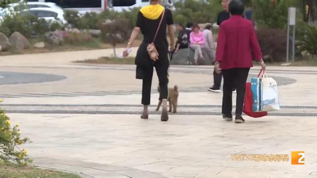 限狗令原因（最严限狗令官方回复来了）(9)