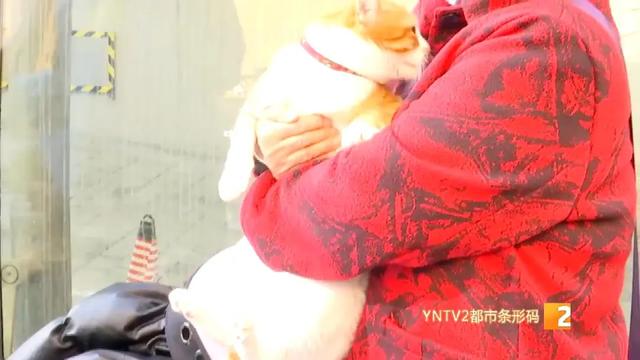 限狗令原因（最严限狗令官方回复来了）(12)