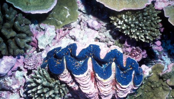 砗磲怎么读,“砗磲”两个字怎么读图2