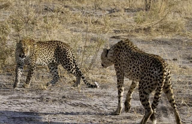 猎豹的奔跑速度能最高达到多少他能飞起来吗