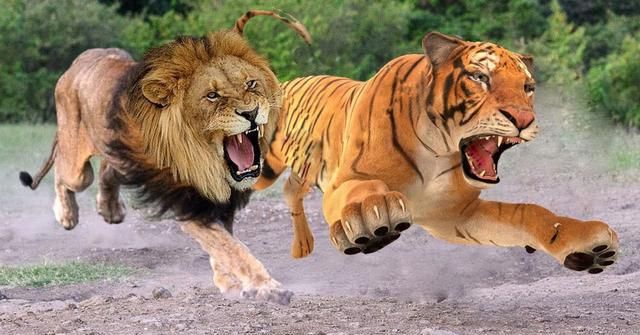 猎豹速度是多少公里，猎豹的奔跑速度能最高达到多少?他能飞起来吗？图2