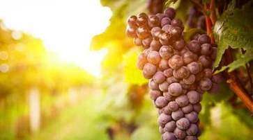 金手指葡萄的功效与作用,金手指黑提葡萄的功效与作用图3