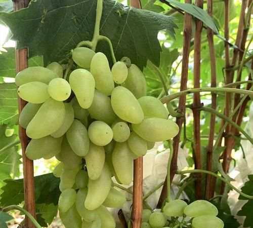 金手指黑提葡萄的功效与作用