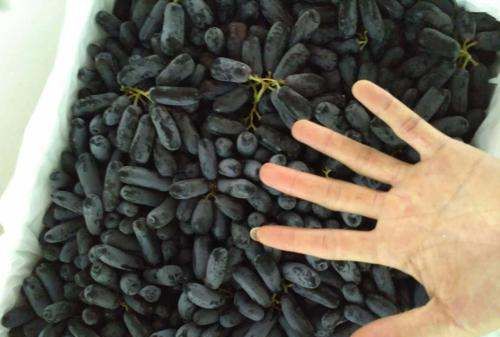 金手指葡萄的功效与作用,金手指黑提葡萄的功效与作用图4