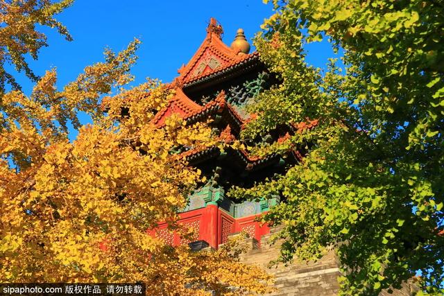 故宫年票和门票有什么区别（终于买到故宫年票）(22)